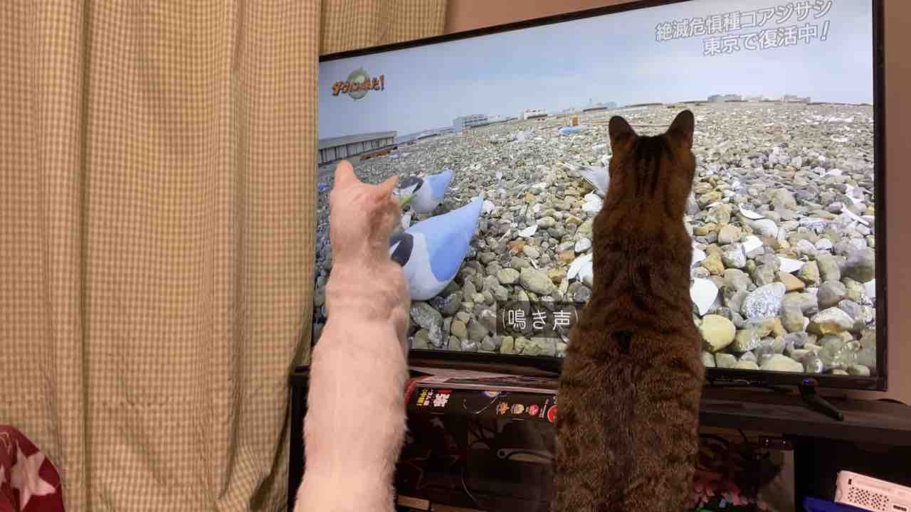 ウチューネコチャン、猫であることを思い出す 20201202 : ねこかます