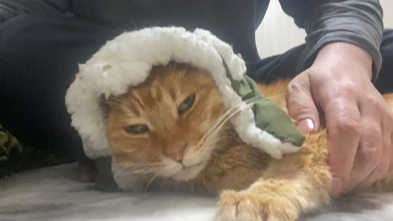 元ボス猫の現役時代 20210118 : ねこかます