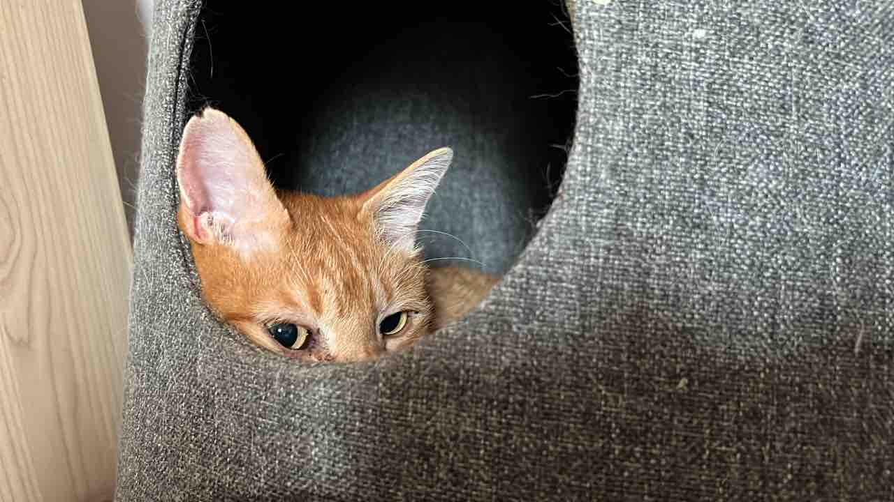 甘える猫 スネる猫 2702 ねこかます