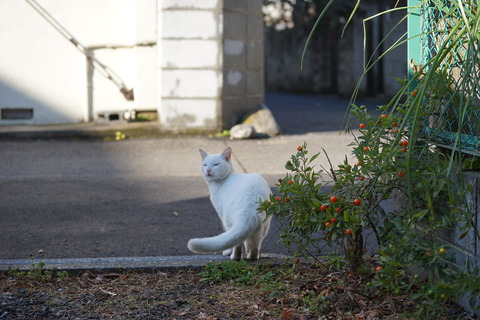 DSC06924