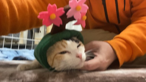 写真 2020-04-01 0 07 49