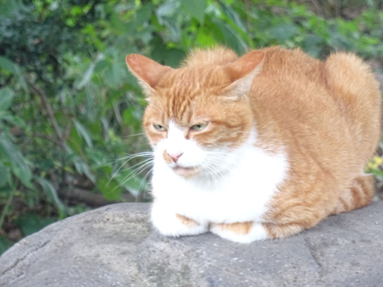 メスにはオスは勝てません 2903 ねこかます メスにはオスは勝てません 2903 ねこかます
