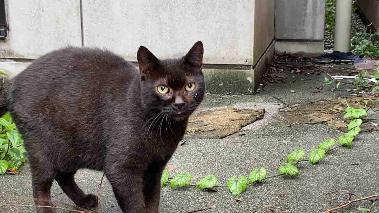 猫と会話はできるのか 0523 ねこかます 猫と会話はできるのか 0523 ねこかます