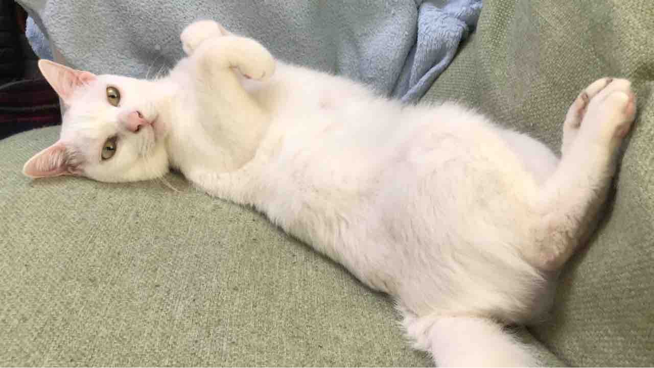 宇宙猫 甘えの構え ねこかます 宇宙猫 甘えの構え ねこかます