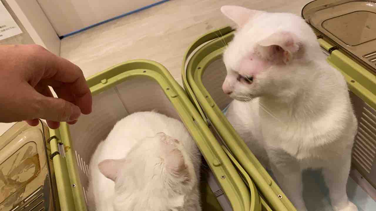 白たぬきイリュージョン 1914 ねこかます 白たぬきイリュージョン 1914 ねこかます
