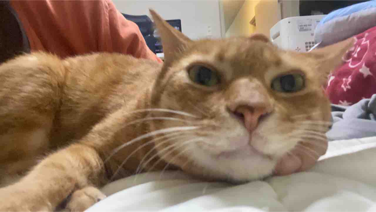 鳴かない猫が鳴き出すとき ねこかます