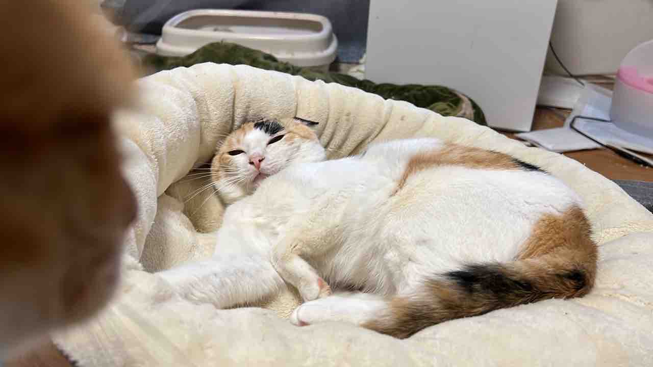 オス三毛猫のビビリ芸 ねこかます