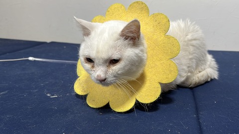 写真 2025-09-29 7 26 02