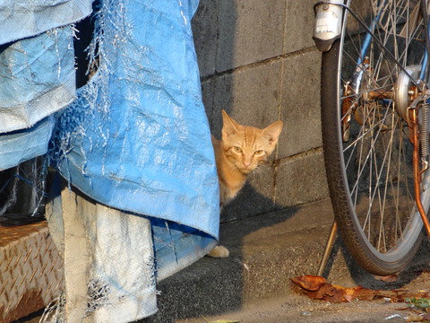 DSC00533