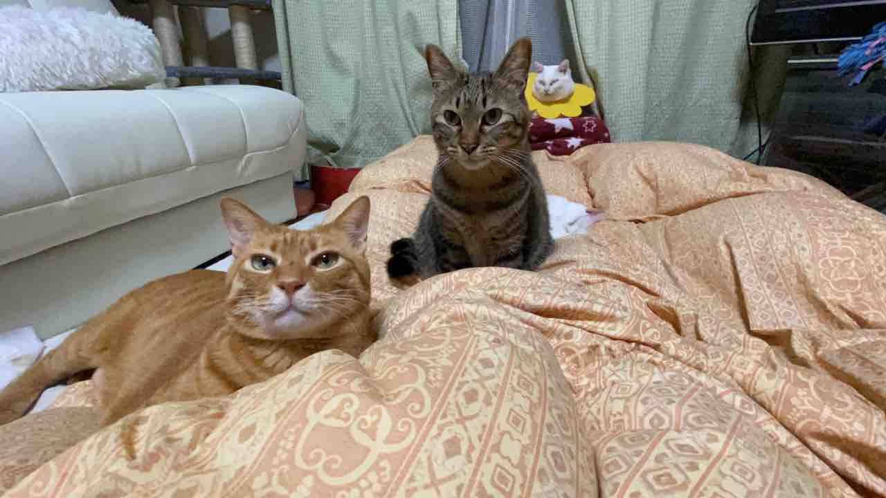 生肉を食べるか食べないか 20200327 : ねこかます