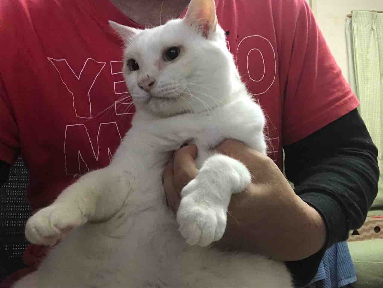白たぬき シャープになる ねこかます