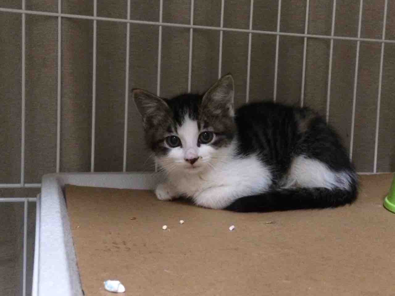 麿白先生 初めての子猫 ねこかます