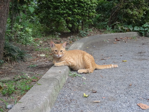 DSC00781