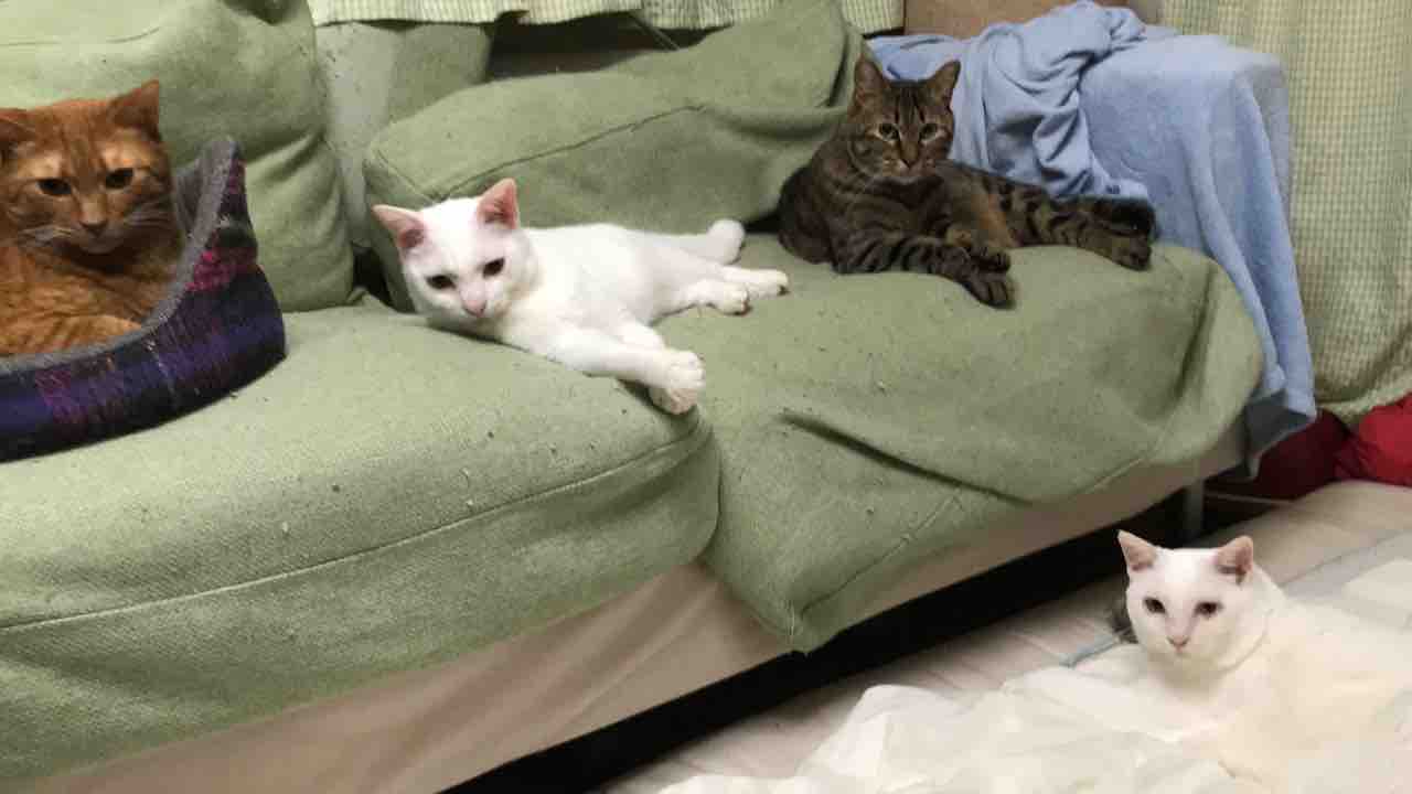 全員揃った一枚 ねこかます