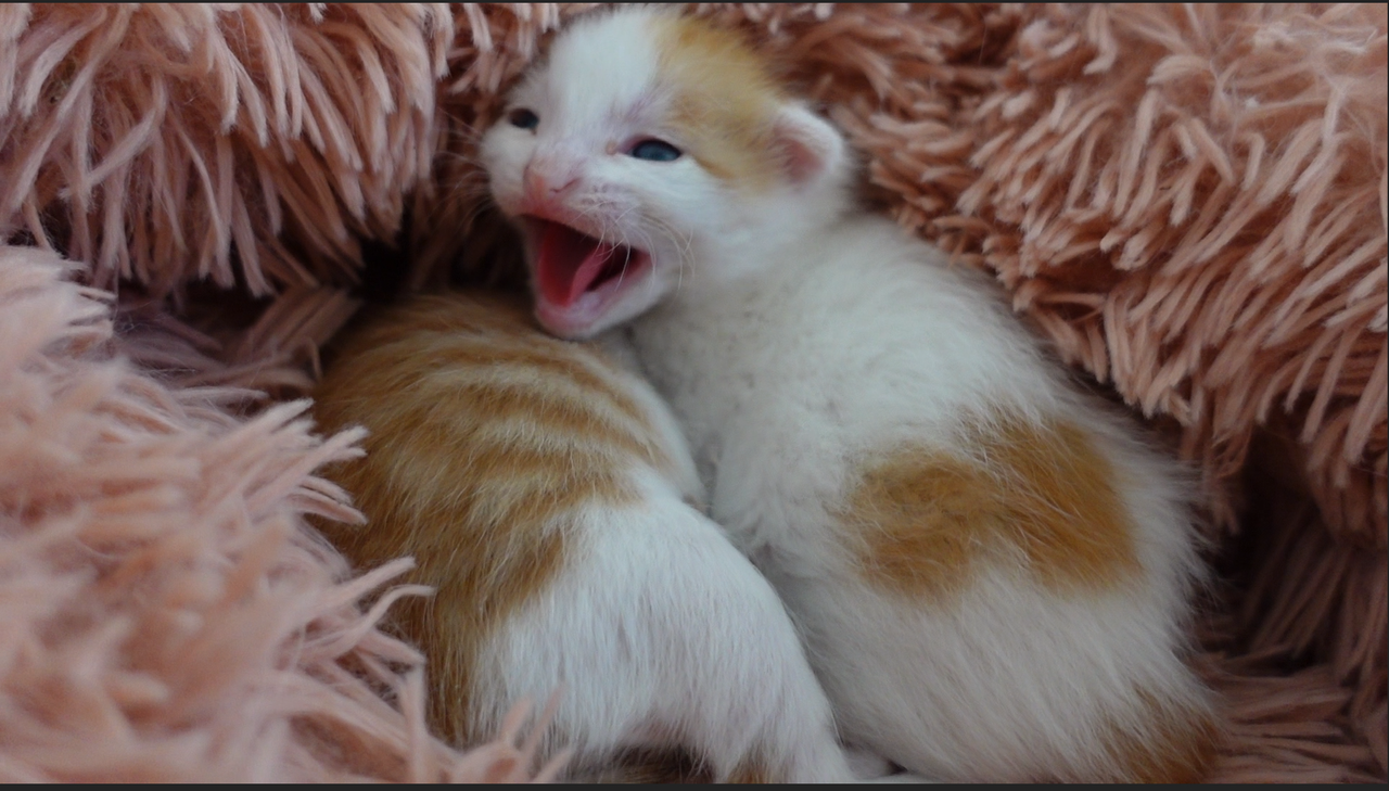 シャー する猫しない猫 2506 ねこかます