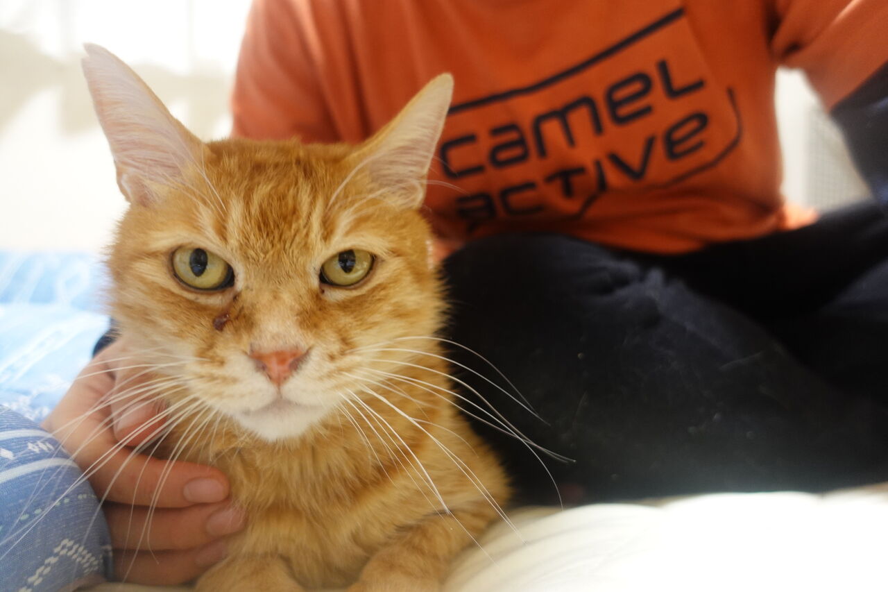 ノー タウン フォー オールド キャッツ 20211001 ねこかます