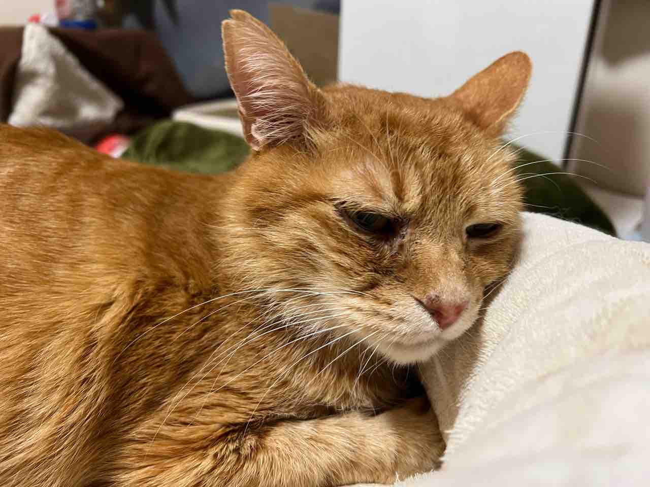 ジト目ネコチャンズ 2313 ねこかます