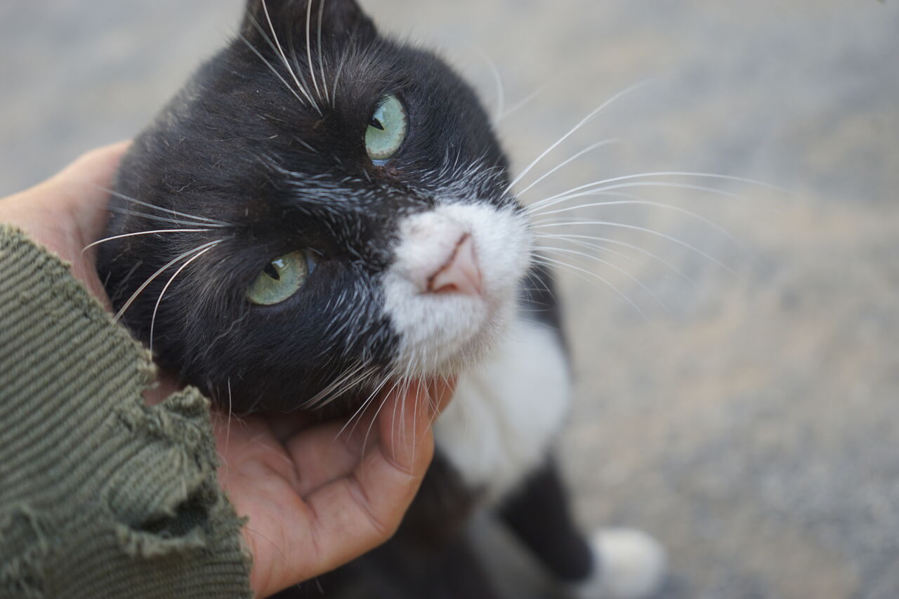 写真を撮られたい野良猫 20260406 : ねこかます
