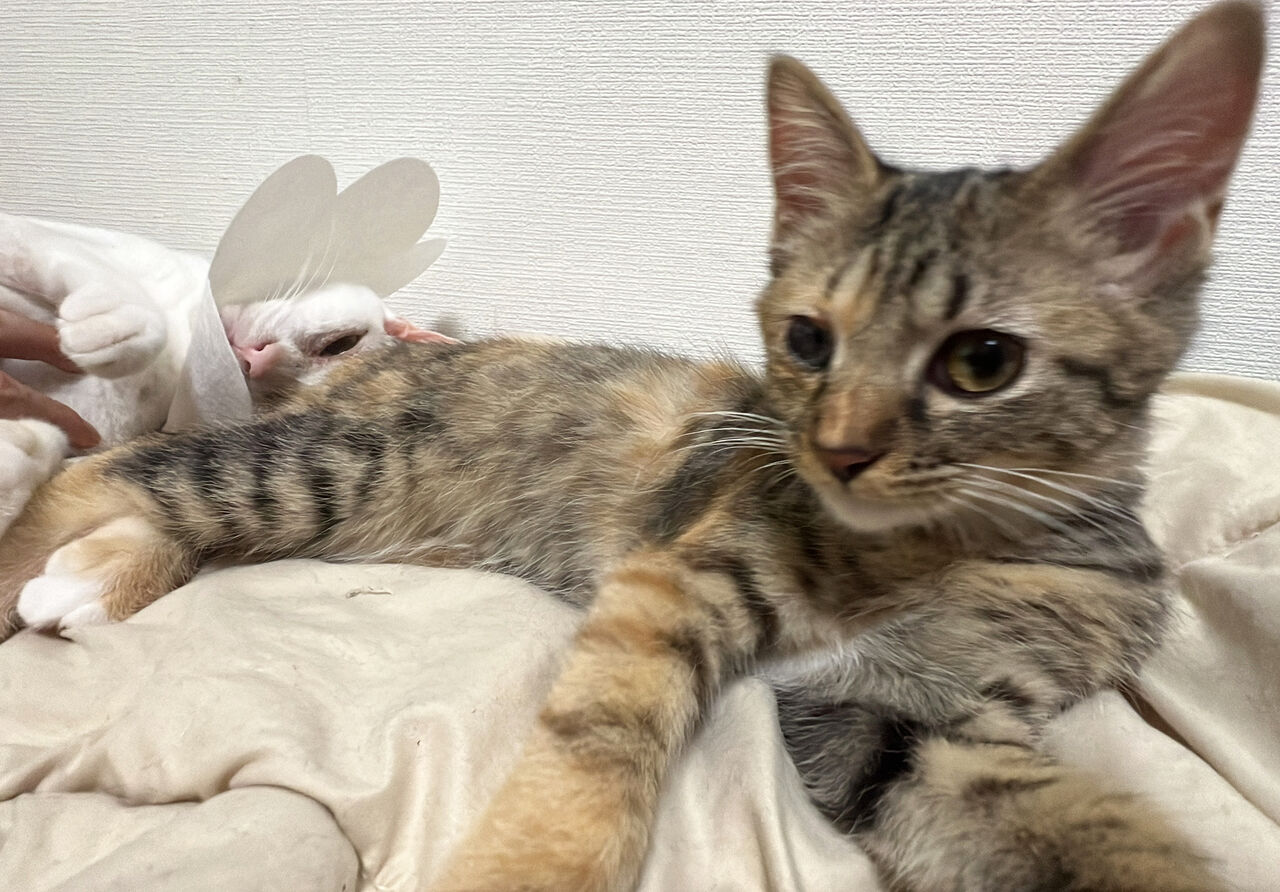 ⑤年またぎスペシャル やっぱり逸見と猫が好き台本　第二稿 ⑤年またぎスペシャル やっぱり逸見と猫が好き台本 第二稿