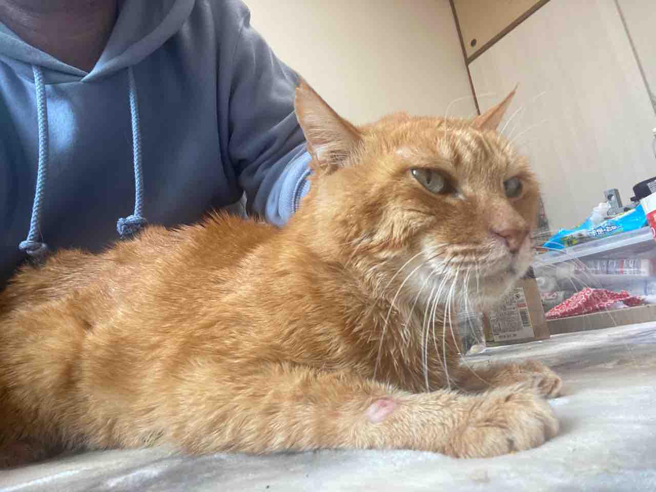 ボス猫の強さ 20210218 : ねこかます