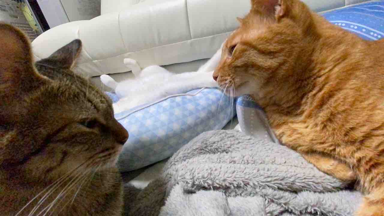 ウチューネコチャンズ初期メンバーサミット 開催 4 ねこかます