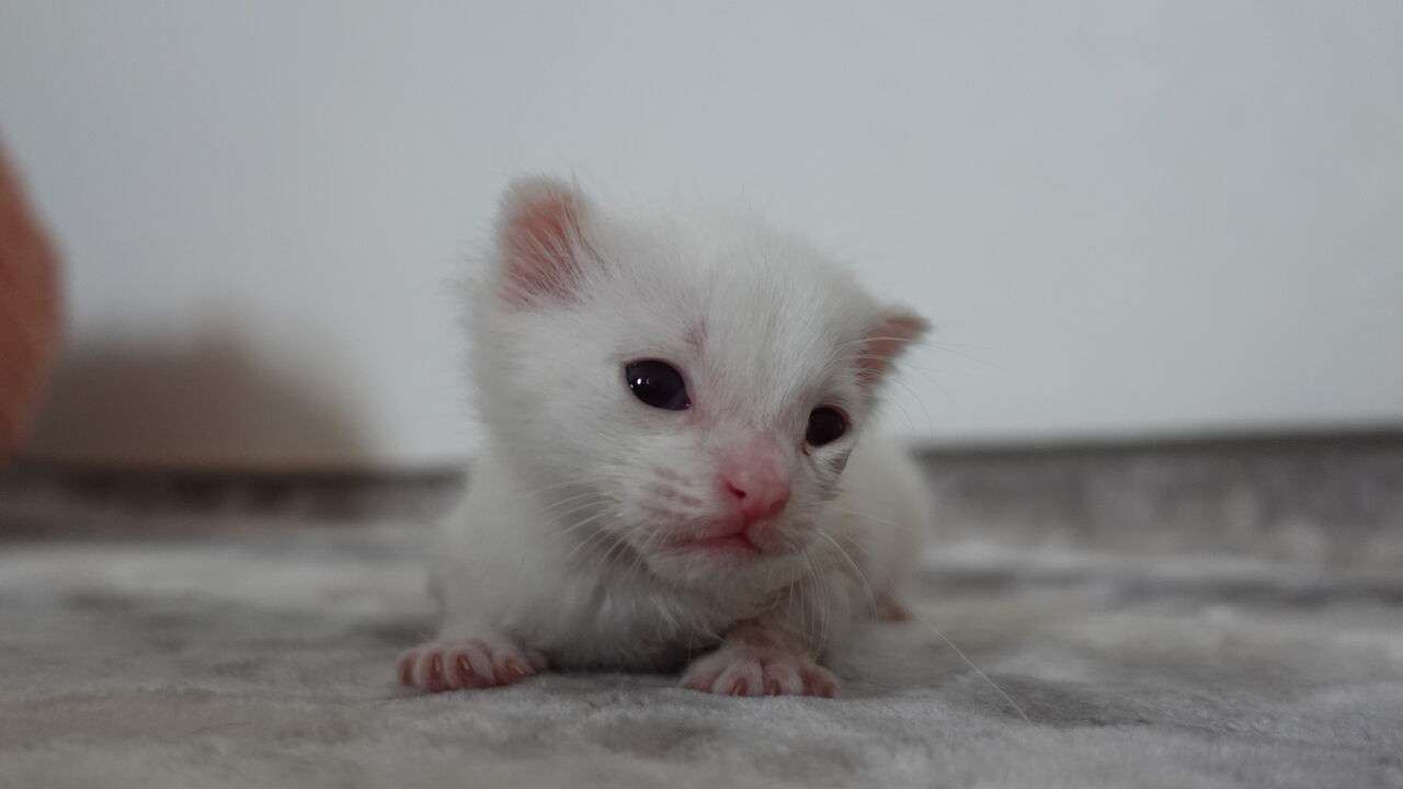 群馬からの子猫兄弟 Gキトゥンズ ねこかます