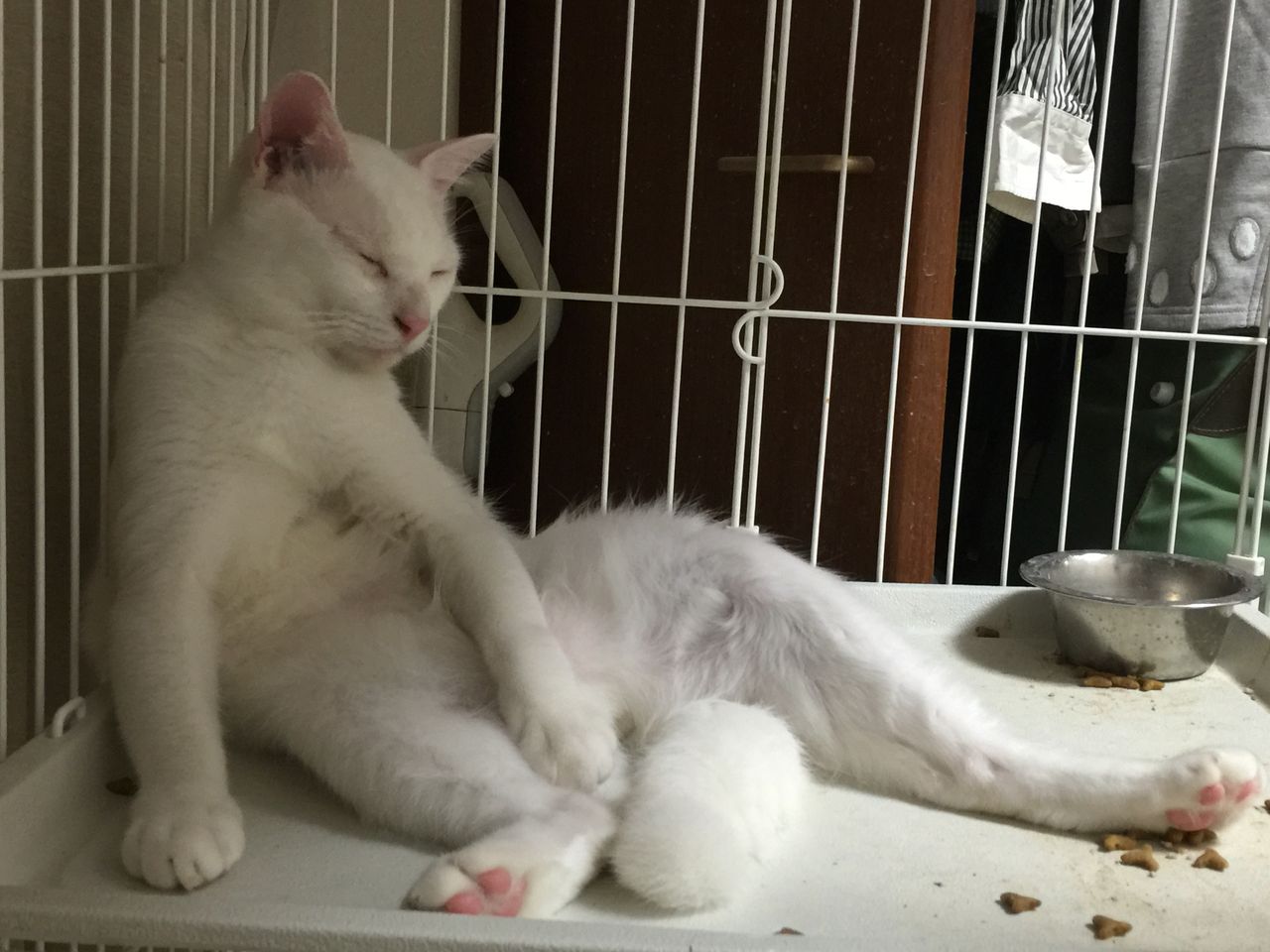 おっさん座りの猫 ねこかます
