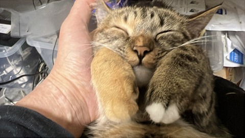 写真 2025-02-08 3 24 26