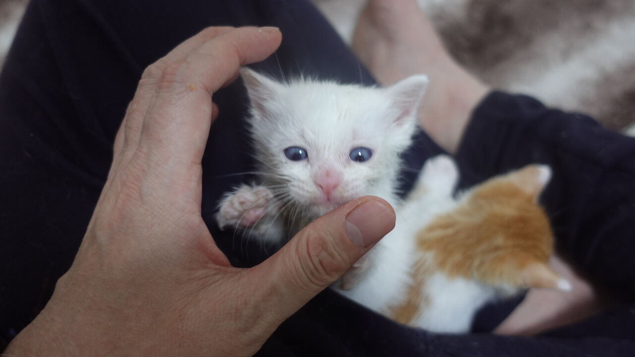 猫に咬まれないようにする 2923 ねこかます