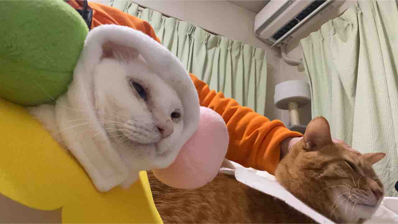 猫と言葉 20210606 : ねこかます