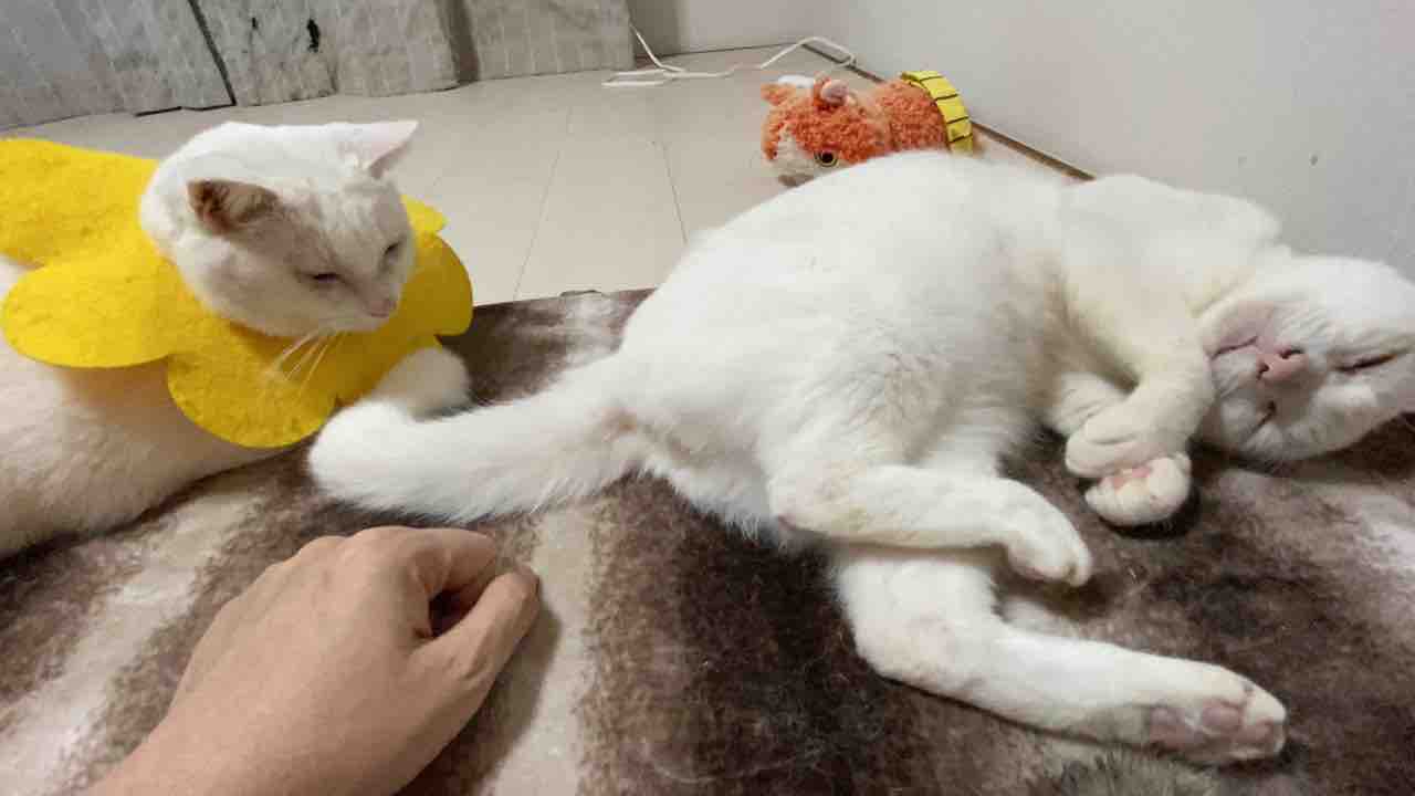 しっぽで遊んでくれる猫 Youtube