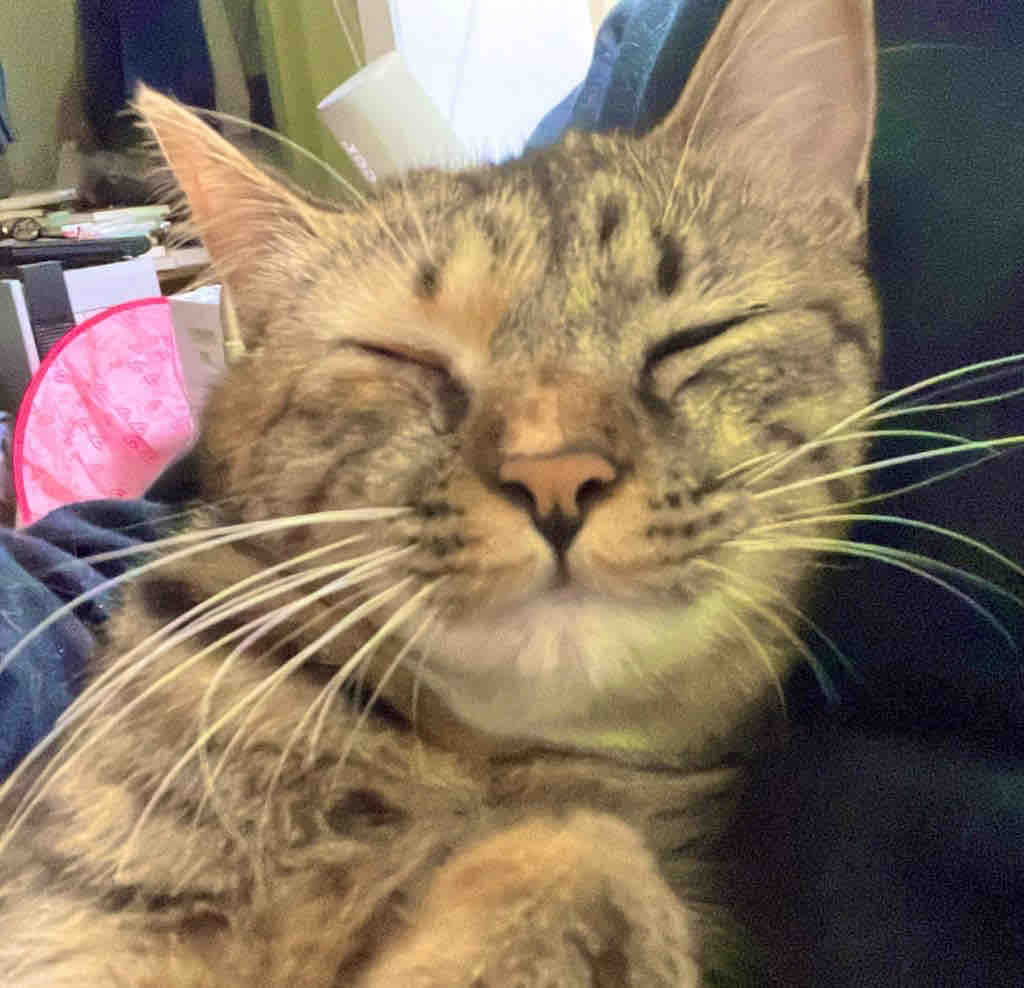 「塗装」どらねこ G1niktLagAAFKdR.jpg