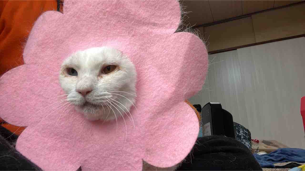 猫型珍獣 持ちネタが増える 2519 ねこかます 猫型珍獣 持ちネタが増える 2519 ねこかます