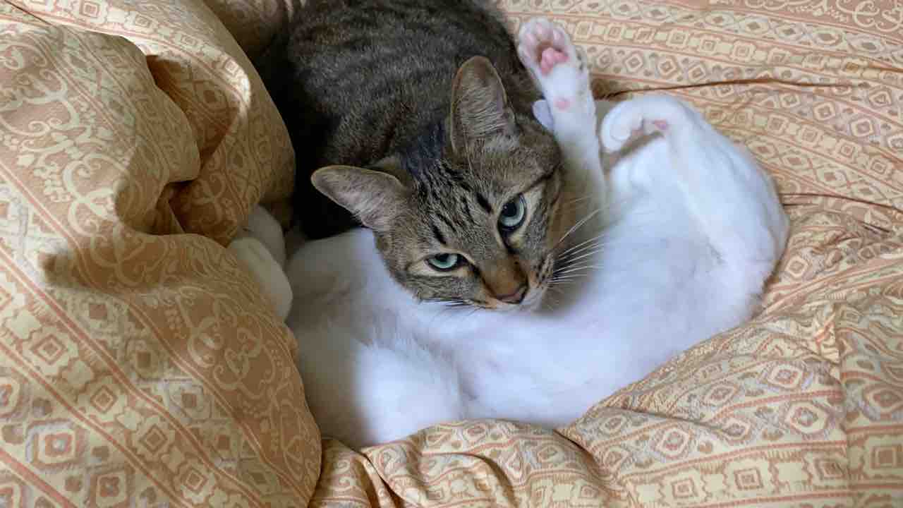 正月の珍妙猫 0103 ねこかます