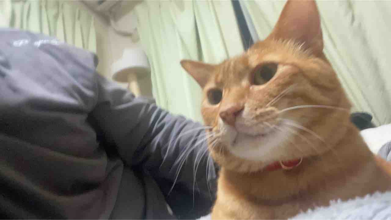 頭が子猫の反抗期 ねこかます