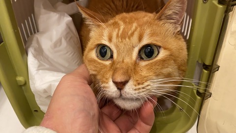 写真 2020-10-20 17 08 29