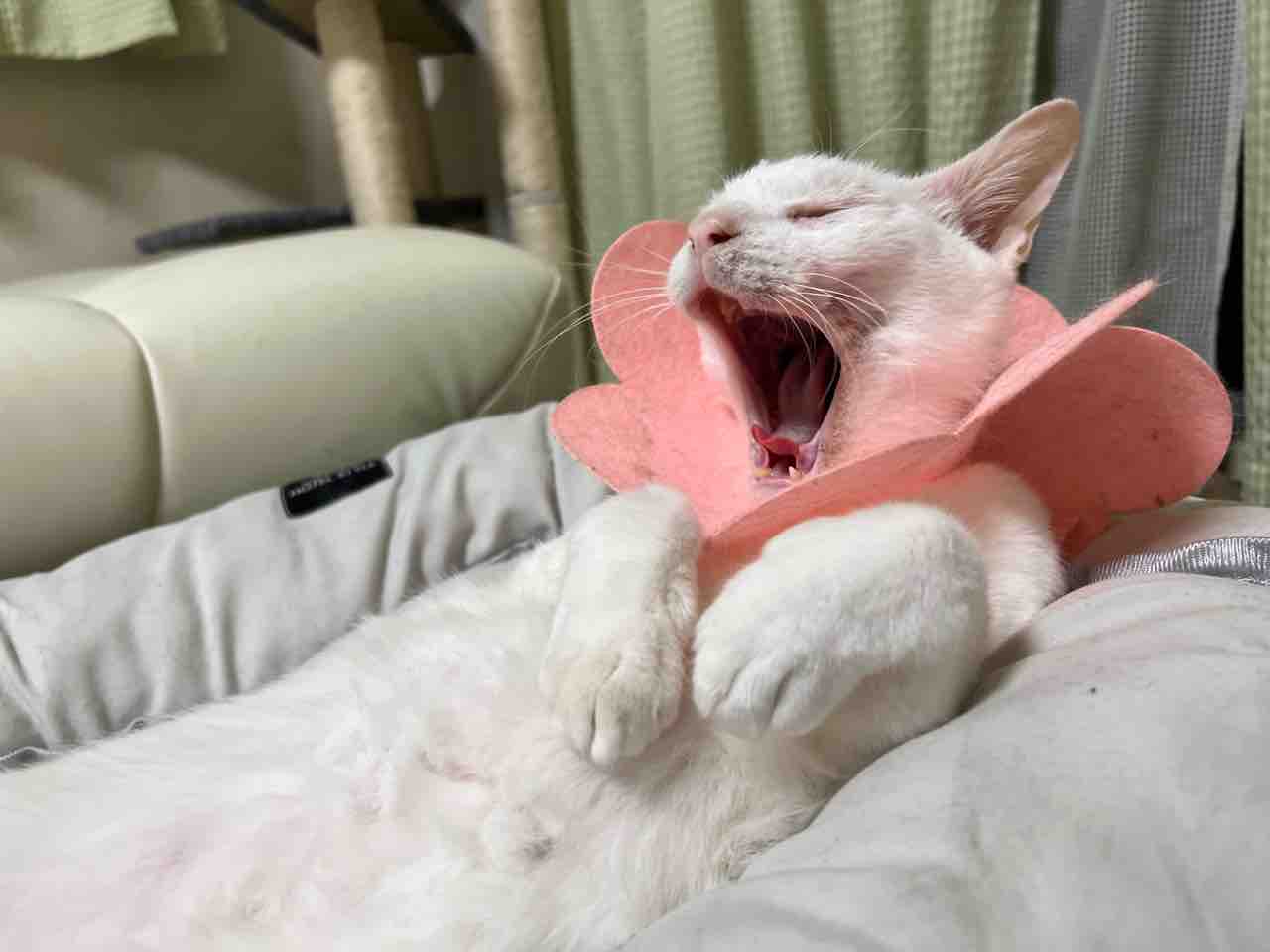 それでも猫は噛む 29 ねこかます