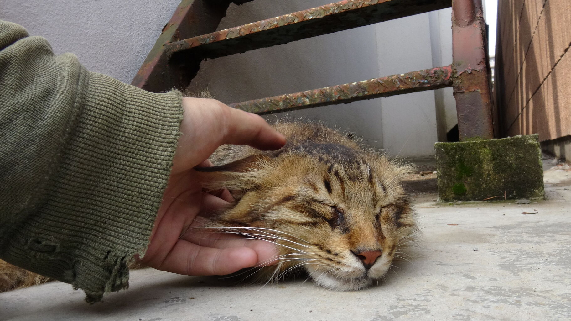猫マッハパンチの一族 29 ねこかます
