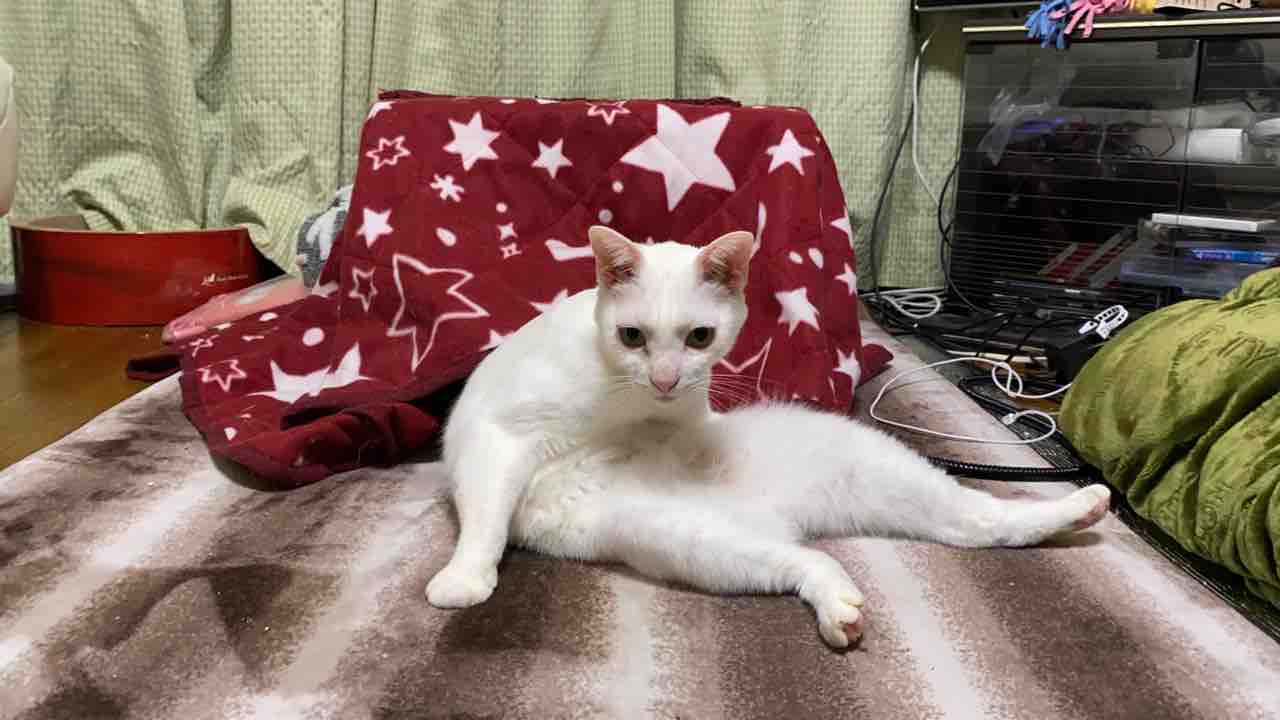 猫こたつ 大人気 0109 ねこかます