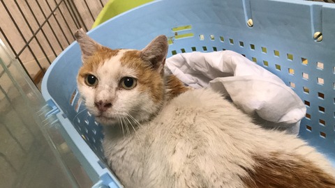 写真 2019-07-25 22 53 13