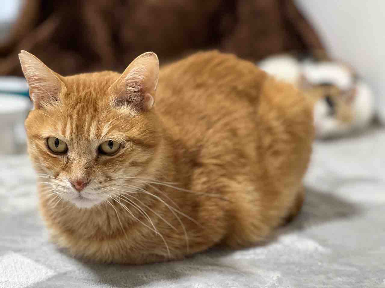 表情豊かなボス猫 20230212 : ねこかます