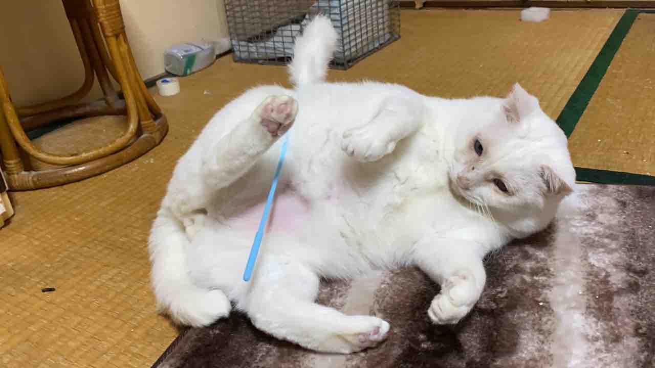 仰向けの猫たち ねこかます