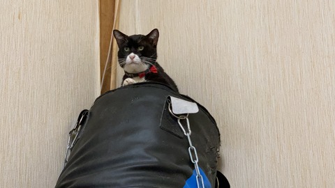 写真 2020-08-05 17 32 43