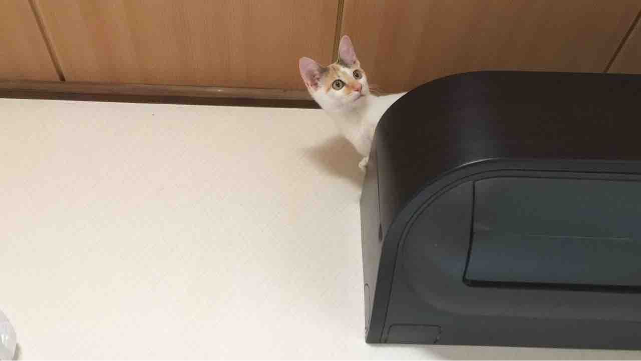 エアコンの上に乗る猫 ねこかます