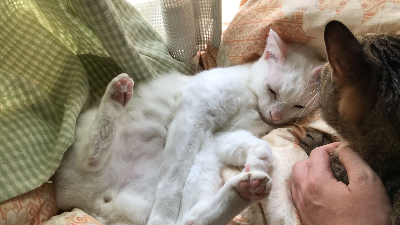 猫の上下関係を観察する ねこかます 猫の上下関係を観察する ねこかます