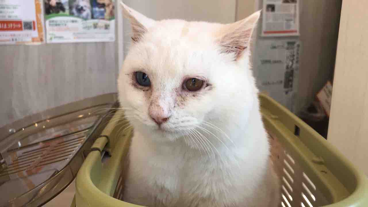 ボロボロの白猫 イケメン白たぬきになる ねこかます ボロボロの白猫 イケメン白たぬきになる ねこかます