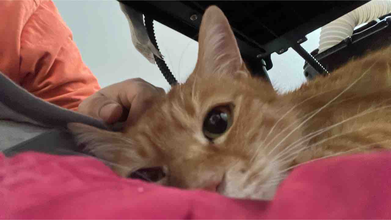 猫と怪我 2514 ねこかます