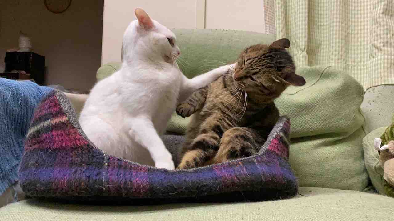 猫パンチ合戦 ねこかます