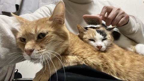 写真 2025-03-07 4 28 36