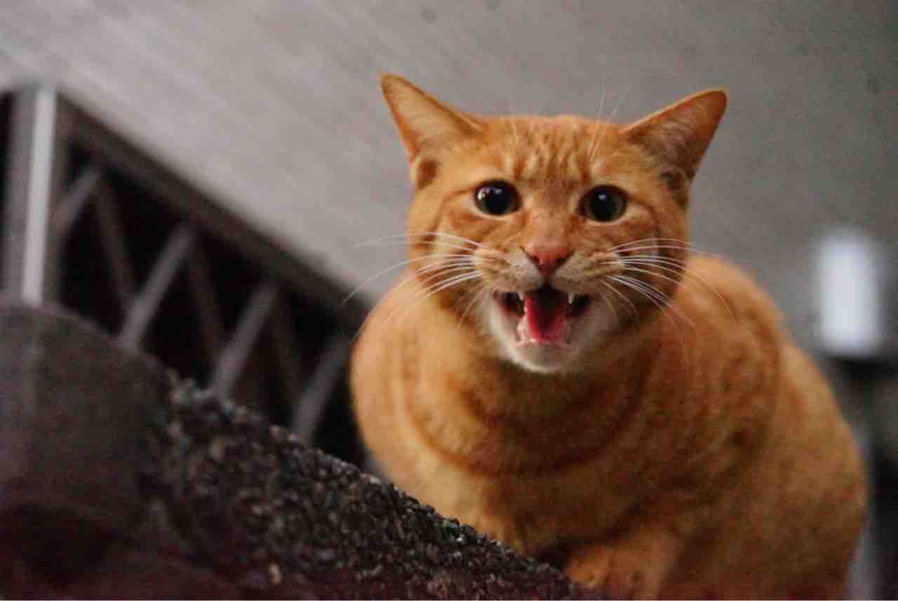 猫の シャー 1210 ねこかます 猫の シャー 1210 ねこかます